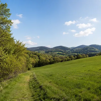 Peaceful Green Countryside Forest Landscape