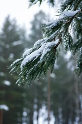 Snowy Pine Branch Winter Forest Background