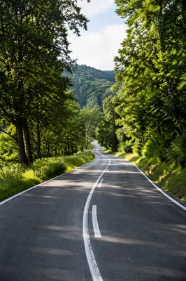 Curving Forest Road in Morning Light