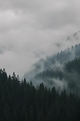 Misty Evergreen Mountain Forest Background