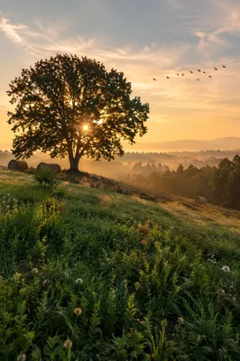Golden Hour Green Hillside with Lone Tree