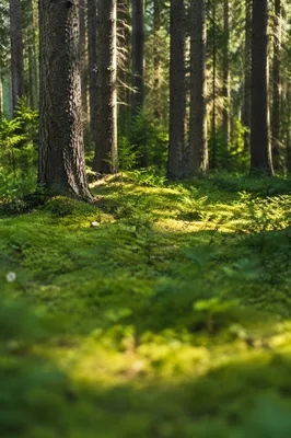 Quiet Green Conifer Forest Background