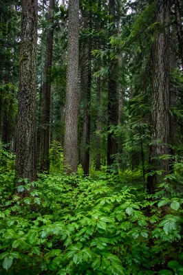 Quiet Evergreen Forest Landscape Background