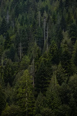 Moody Evergreen Forest Hillside Background