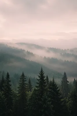 Misty Evergreen Forest Hills at Dawn