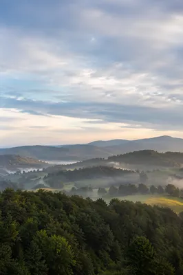 Serene Green Forest Hills at Dawn