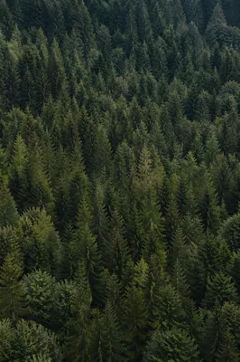 Aerial Evergreen Forest Canopy Background