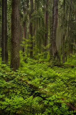 Quiet Evergreen Forest Nature Background