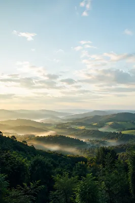 Peaceful Green Forest Hills Morning Background
