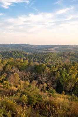 Quiet Green Forest Hills Background