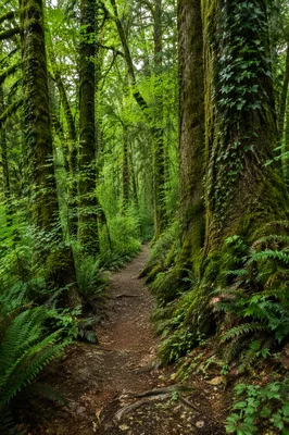 Serene Green Forest Path Background