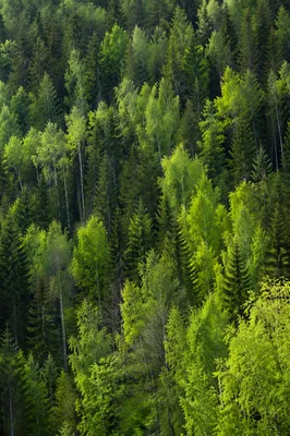 Photorealistic Green Forest Landscape Background