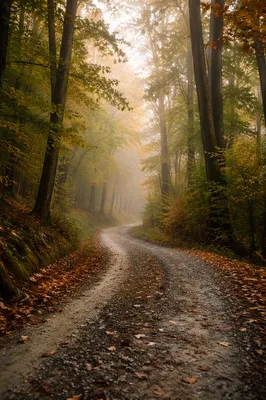 Misty Forest Road at Sunrise
