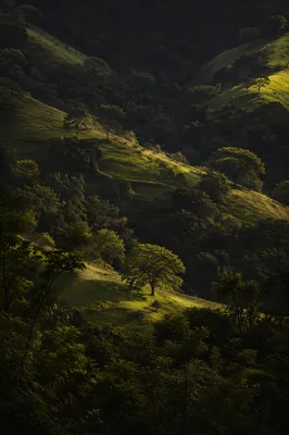 Sunlit Green Forest Hills Background