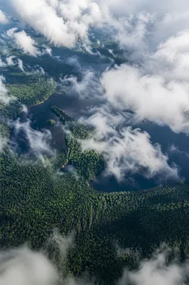 Aerial Green Forest and Winding Lakes