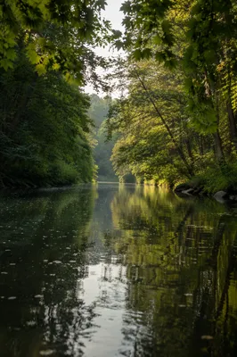 Tranquil Green Forest River Background