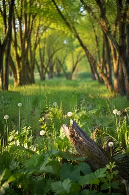 Peaceful Green Forest Grove Background