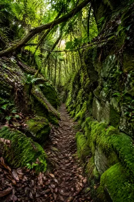 Peaceful Green Forest Ravine Path