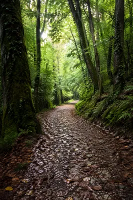 Peaceful Green Forest Footpath After Rain