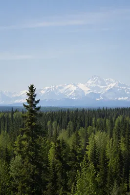 Serene Green Forest and Snowy Mountains