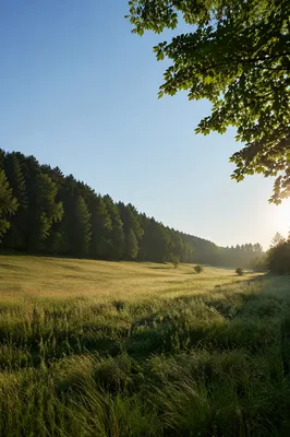 Peaceful Green Meadow and Forest Landscape