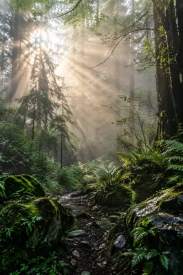Misty Green Forest Renewal Background