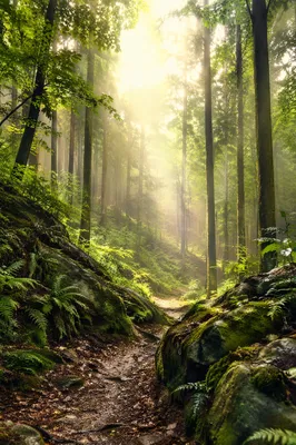 Misty Green Forest Path Background