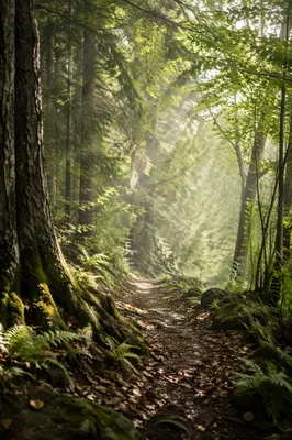 Serene Green Forest Path for Reflection