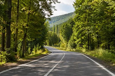 Peaceful Forest Road Nature Background