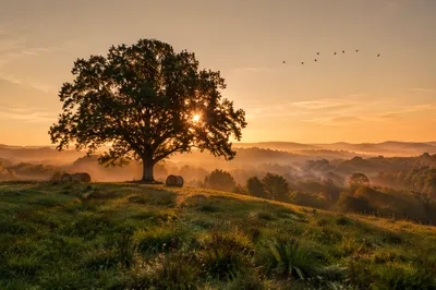 Golden Hour Green Hillside With Lone Tree