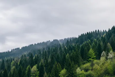 Misty Green Forest Mountain Background