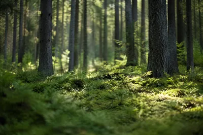 Quiet Green Conifer Forest Background