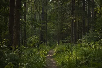 Quiet Green Forest Path Background