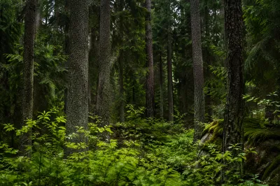 Quiet Evergreen Forest Nature Background