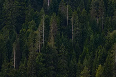 Moody Evergreen Forest Hillside Background