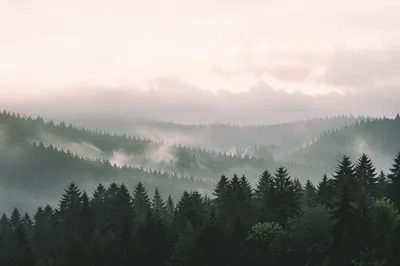 Misty Evergreen Forest Hills Background