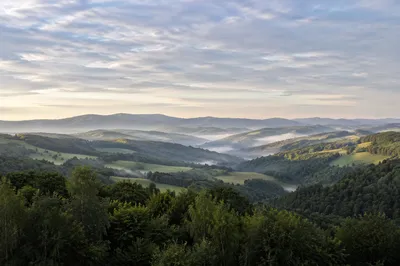 Serene Green Forest Hills Morning Landscape