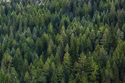 Aerial Evergreen Forest Nature Background