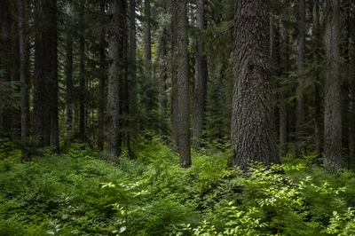 Quiet Evergreen Forest Nature Background