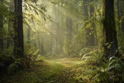 Misty Green Forest Morning Background