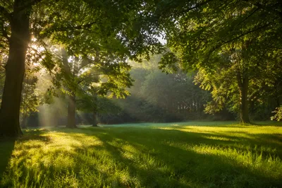 Peaceful Green Forest Clearing at Sunrise