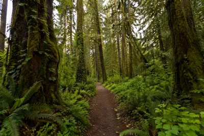 Serene Green Forest Path Background