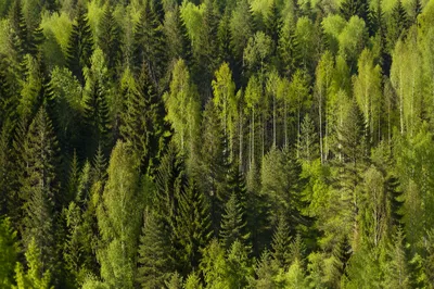 Photorealistic Green Forest Landscape Background