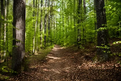 Quiet Green Forest Path Background