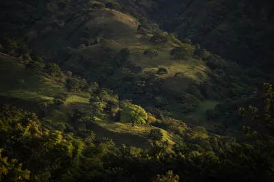 Sunlit Green Forest Hills Background