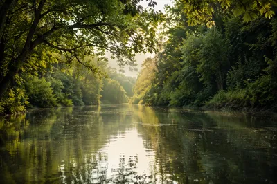 Tranquil River Through Green Forest