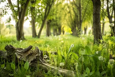 Sunlit Green Woodland Grove Background