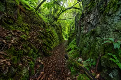 Peaceful Green Forest Ravine Path