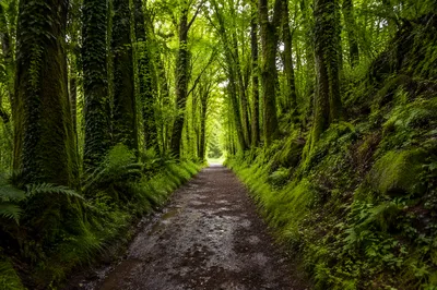 Peaceful Green Forest Path After Rain