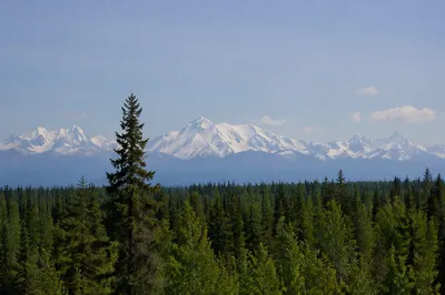 Serene Green Forest and Snowy Mountains
